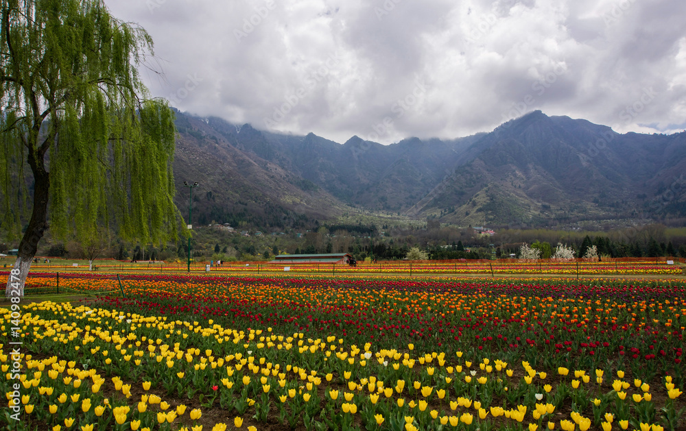 Rows of tulips growing in field at base of mountains