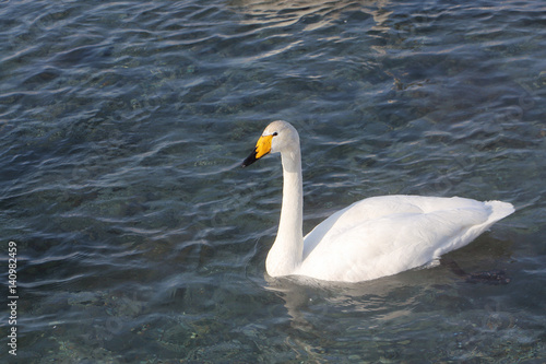 Whooper swan swimming in the lake  Altai  Russia