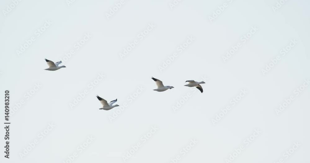 Group of Snow Geese Fly Across Sky, Slow Motion Group of Snow Geese Fly Across Sky, Slow Motion