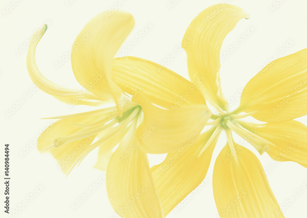 Fototapeta premium Easter Lily