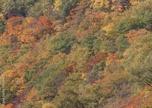 Colored Leaves