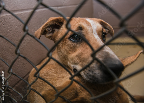 A dog(s) in shelter waiting to be adopted 