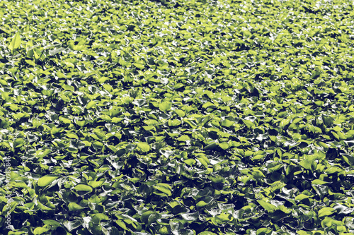 Water Hyacinth plants in Asia