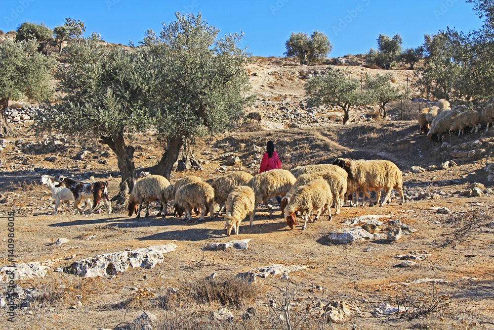 Fototapeta premium Shepherdess tending her sheep in an olive grove between Jerusalem and Bethlehem, Israel.