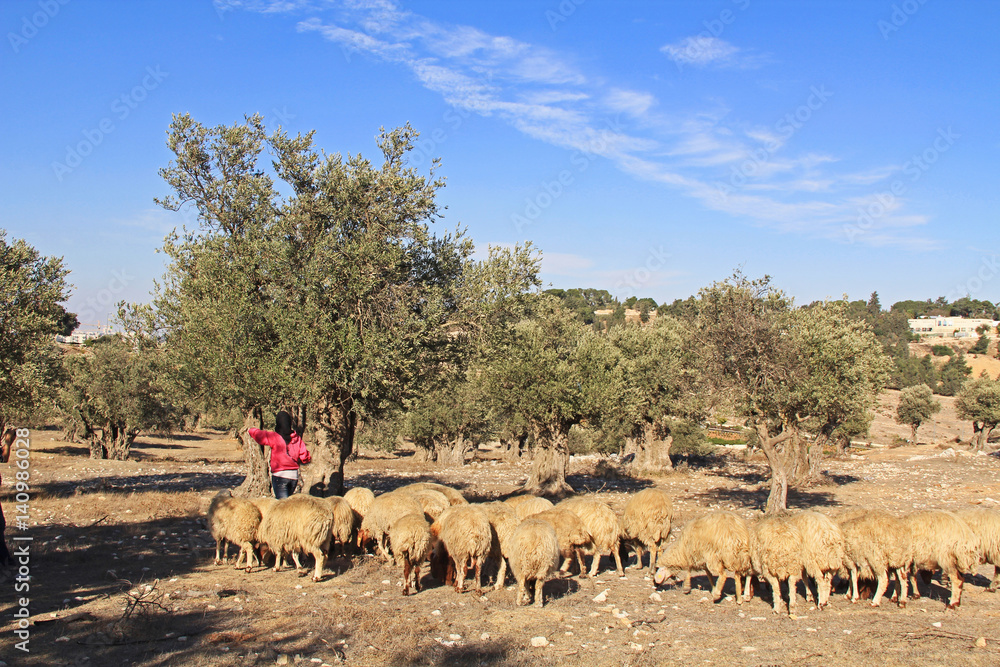 Shepherdess tending her sheep in an olive grove between Jerusalem and Bethlehem, Israel.