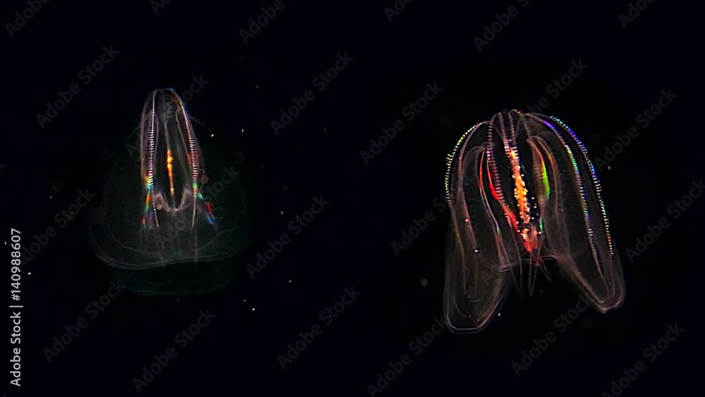 Two glowing Jellyfish float through the Atlantic Ocean. These Comb
