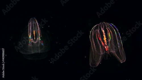 Two glowing Jellyfish float through the Atlantic Ocean. These Comb Jellies (Mnemiopsis) produce a fantastic rainbow light show via diffracting light through movement of cilia (and bioluminescence).