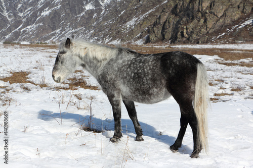 Gray horse grazing among the mountains in early spring, Altai, Russia