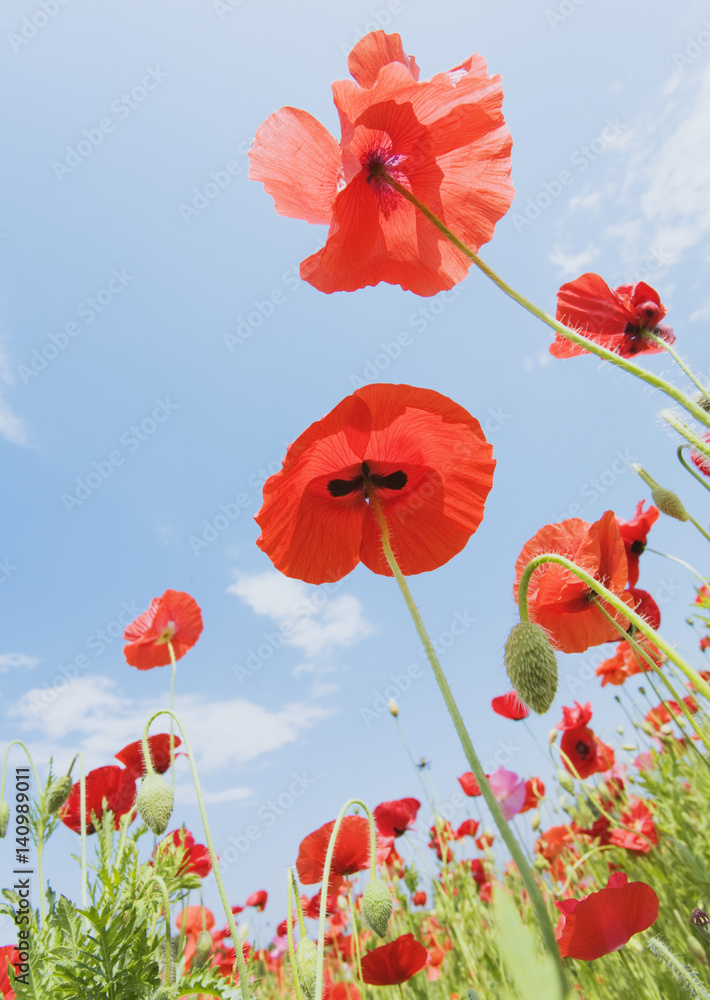 Obraz premium Poppy field