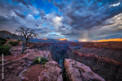 Tree Overlooking Canyon
