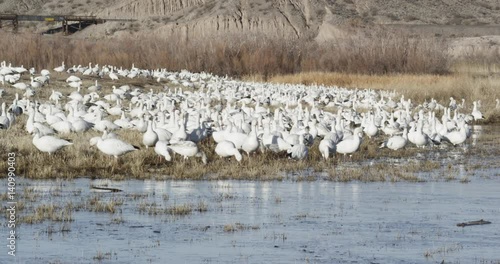 Wallpaper Mural Large flock of snow geese, Bosque del Apache Torontodigital.ca