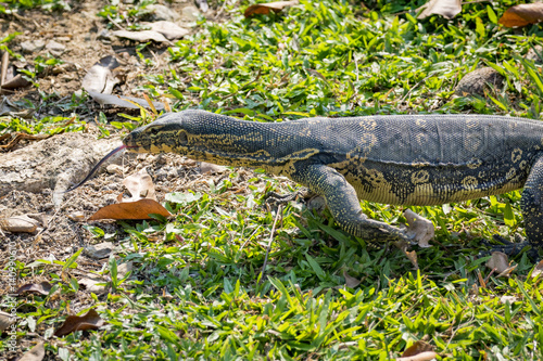 Image of a bengal monitor.  Reptile Animals.