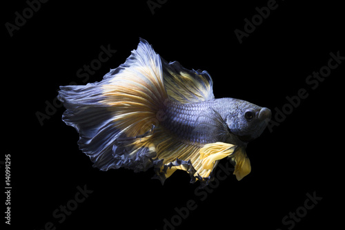 Obraz na płótnie Thailand betta fish isolated on black background.