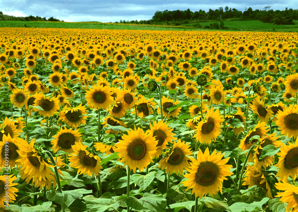 Sunflower Field