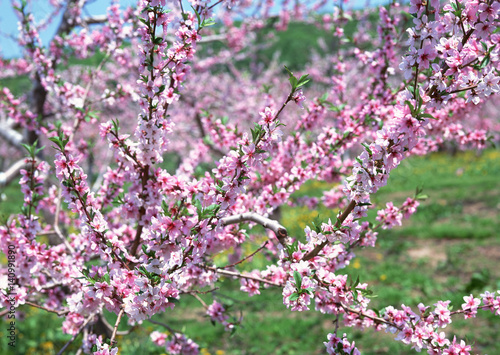 Apple Blossoms © imagenavi