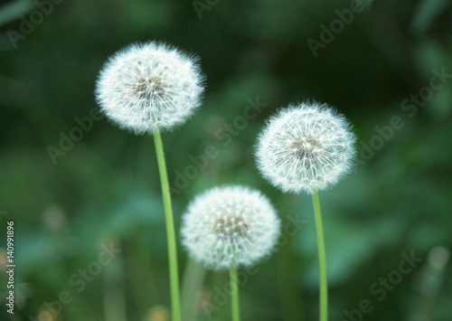 Dandelion