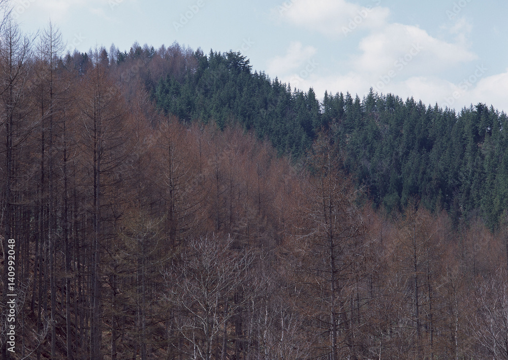 Fototapeta premium Forest