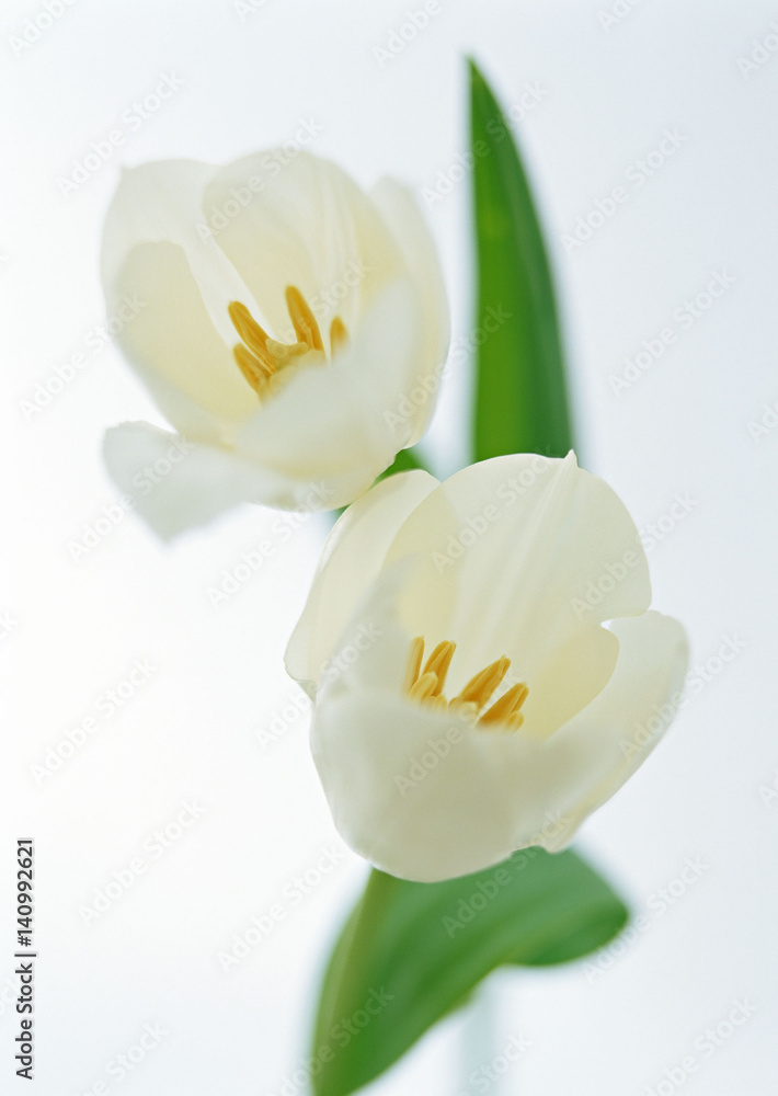 Tulip Tulip
