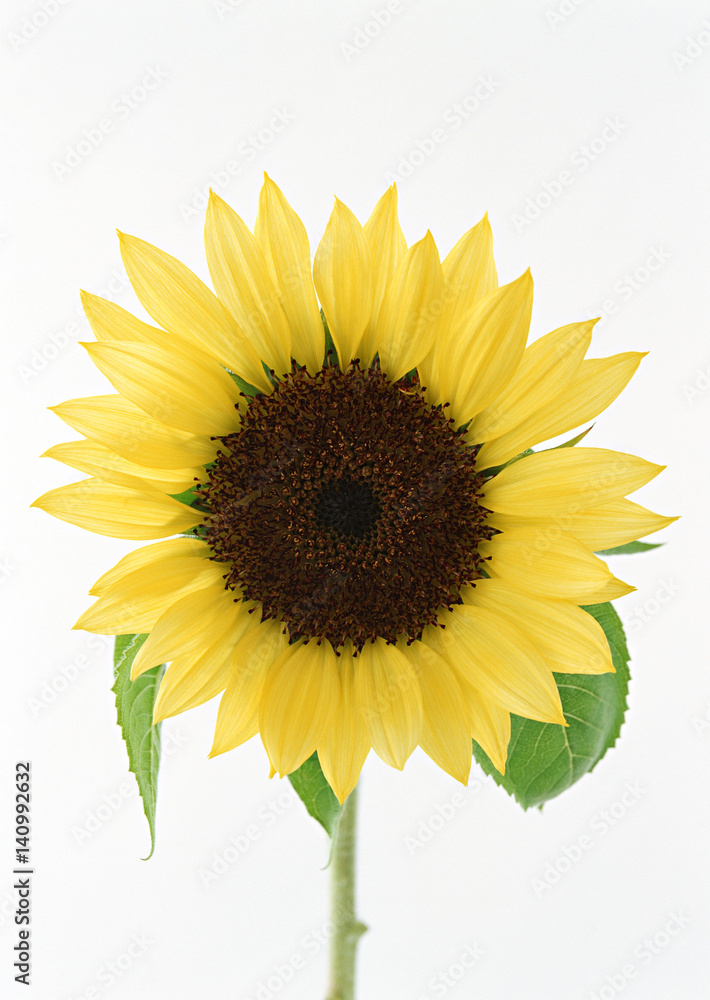 Obraz premium Sunflower
