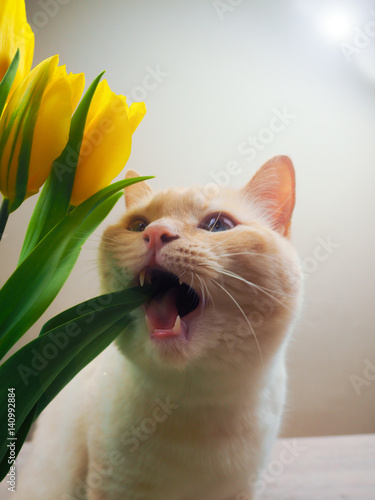 Obraz na plátně mischievous white cat with blue eyes next to the yellow tulips, plays, bites