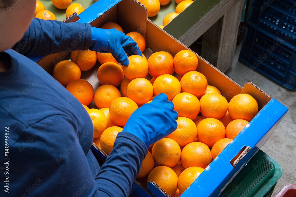 The working of oranges: Farmers manually selecting and then putting just picked tarocco oranges into boxes