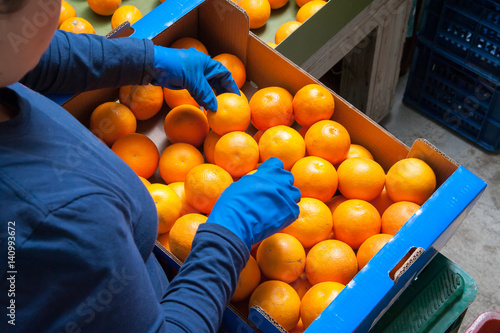Obraz na płótnie The working of oranges: Farmers manually selecting and then putting just picked tarocco oranges into boxes w salonie