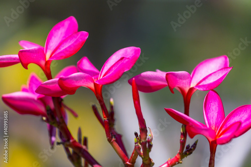 Tropical flowers