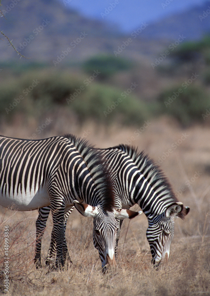 Obraz premium Zebra 