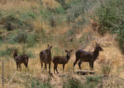 Waterbuck