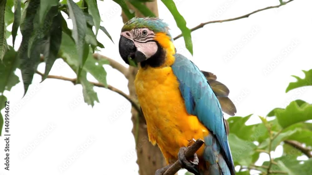 The Blue-and-yellow Macaw (Ara ararauna), also known as the Blue-and-gold Macaw, is a member of the group of large Neotropical parrots known as macaws. Seen here in the Peruvian Amazon. The Blue-and-yellow Macaw (Ara ararauna), also known as the Blue-and-gold Macaw, is a member of the group of large Neotropical parrots known as macaws. Seen here in the Peruvian Amazon.