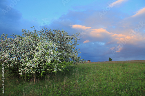 blossoming apple tree on the river bank