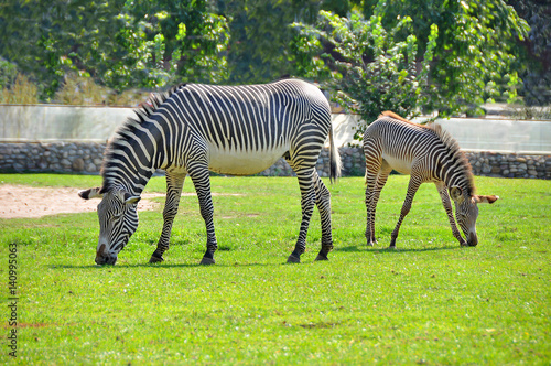 Zebras. Striped mom