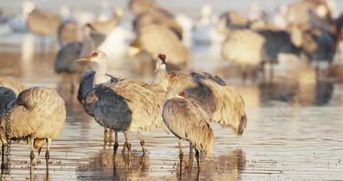 Pan right slow motion, sandhill cranes stand in shallow pond