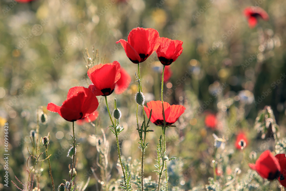 Fototapeta premium Poppy flowers field, close-up early in the morning