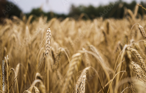 wheat field before harvest on a summer day