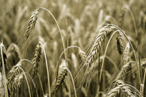 wheat field before harvest on a summer day