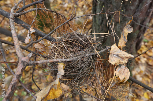 bird's Nest