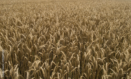 wheat field before harvest on a summer day