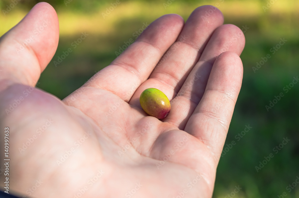 Fresh olives on the hand Fresh olives on the hand