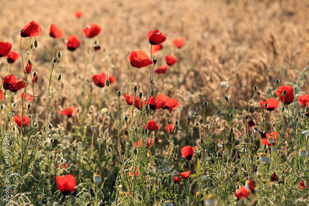 Fototapeta premium Poppy flowers field, close-up early in the morning