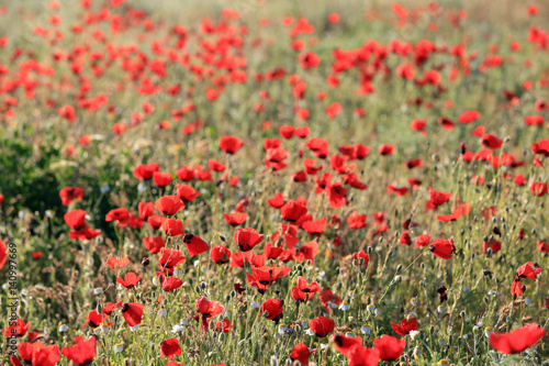 Poppy flowers field, close-up early in the morning