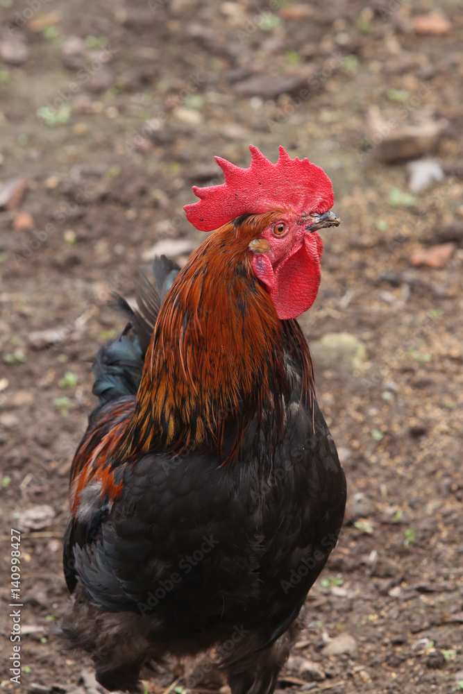 hens in a backyard hens in a backyard