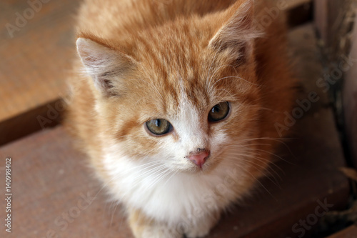 portrait of a cute kitten © salman2