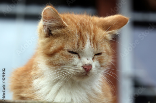 portrait of a cute kitten