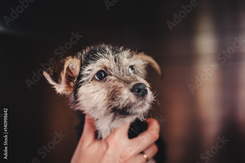 Helping homeless puppy photo