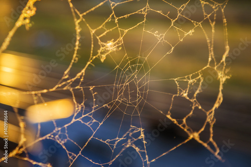 the web woven by the spider in the sunset
