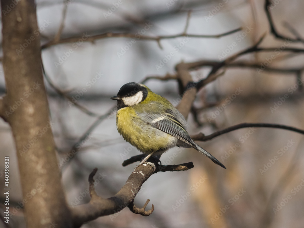 Great tit, Parus Major, close-up portrait on branch with bokeh background, selective focus, shallow DOF Great tit, Parus Major, close-up portrait on branch with bokeh background, selective focus, shallow DOF