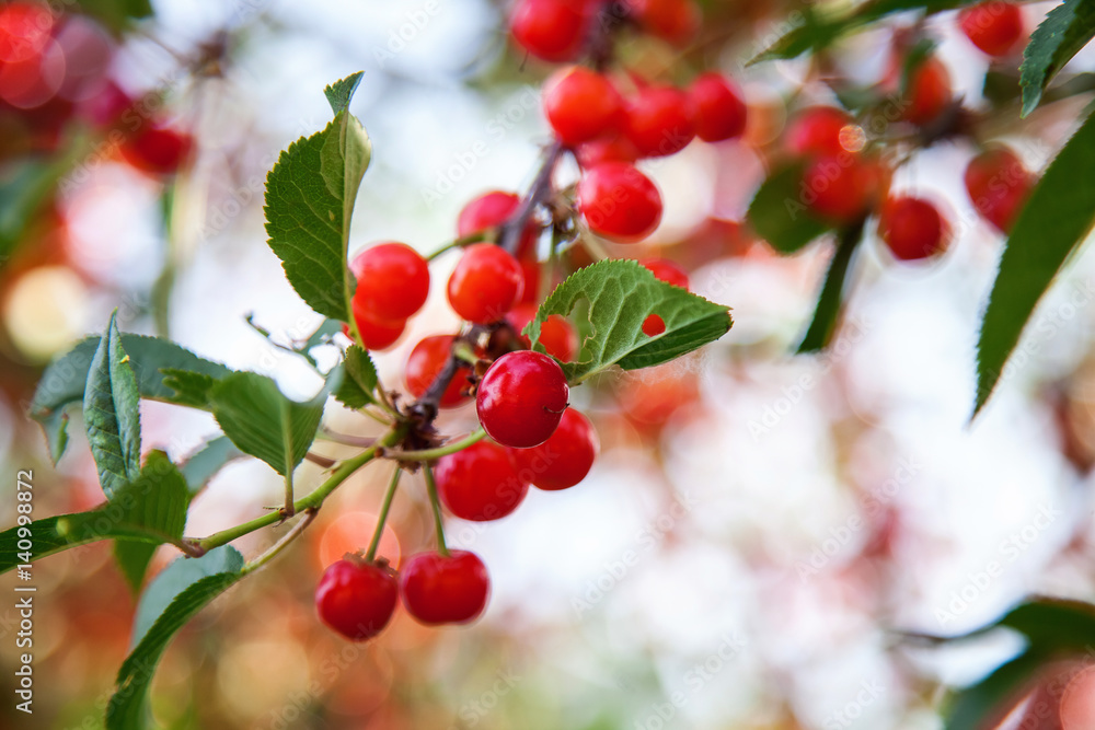 natural summer background, blurred image, shallow depth of field. selective focus natural summer background, blurred image, shallow depth of field. selective focus