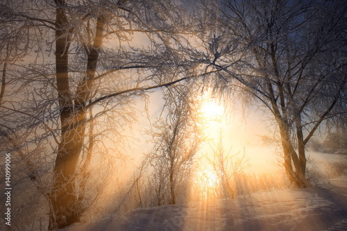 the sun's rays through the branches of trees covered with hoarfrost