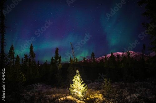 Christmas Tree under the Northern Lights